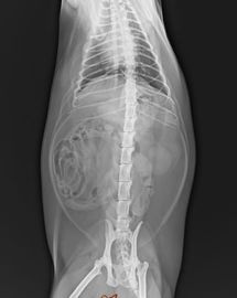 Van de de Weergavetransparantie van de HUISDIEREN Medische Röntgenstraal Kenmerkende de Film Witte Basis 25×30 cm